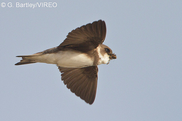 Bank Swallow b57-16-057.jpg